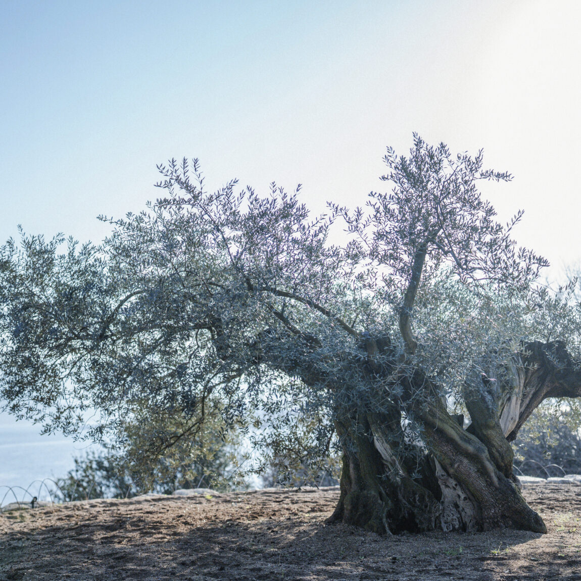 OLIVE WELLNESS RITUAL──SteaMs.で味わう、 小豆島・千年オリーブテラスのリトリート